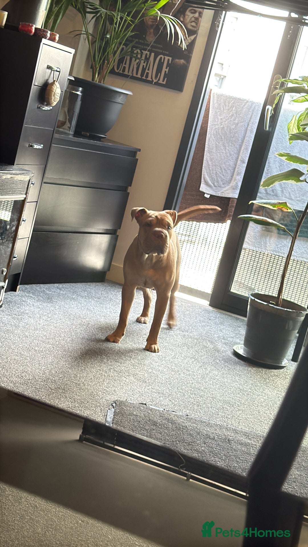 Mixed Breed dogs for sale: Daisy female 8months old - Image 6