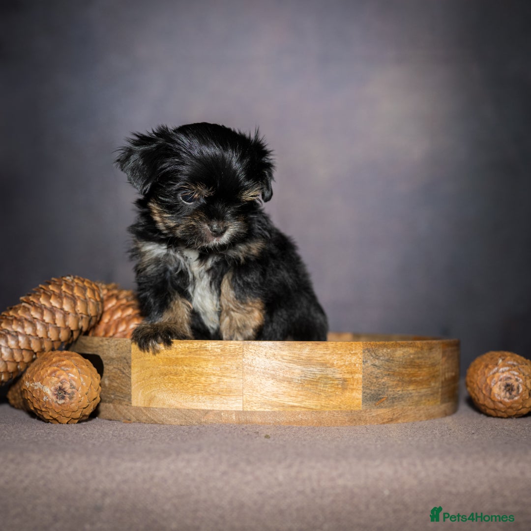 Yorkshire Terrier dogs for sale: Colorful Yorkshire Terrier puppies for sale - Image 17