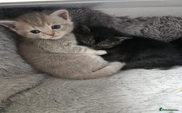 Burmese cats for sale: Beautiful Burmese x British kittens for sale 🤍  - Image 27