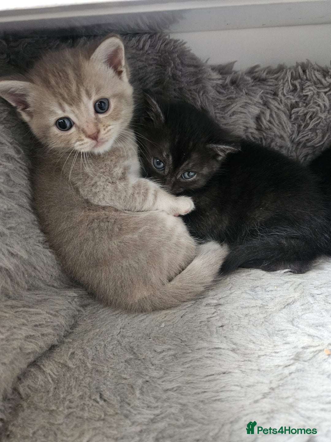 Burmese cats for sale: Beautiful Burmese x British kittens for sale 🤍  - Image 27