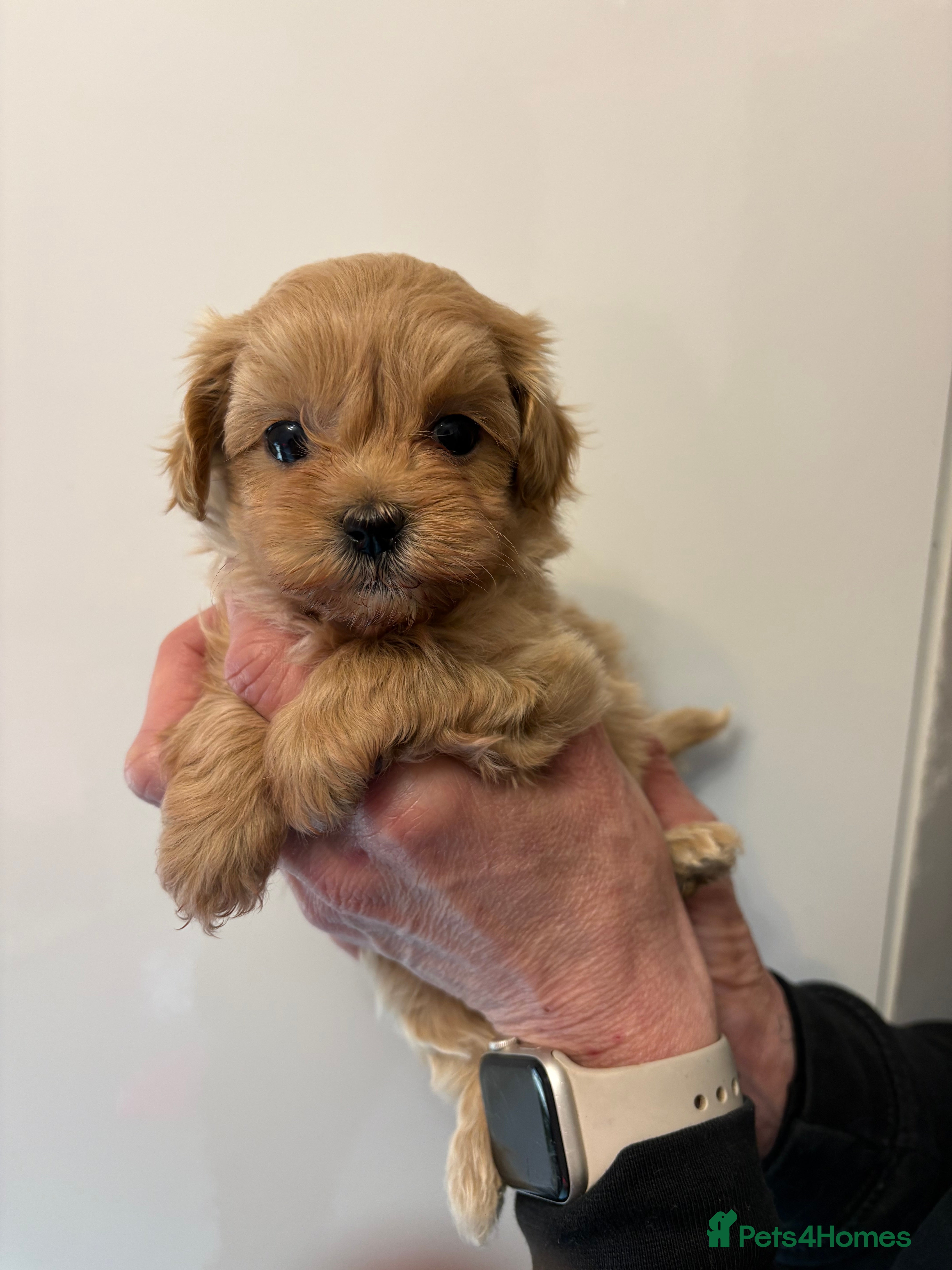 Maltipoo dogs 🤩 3 stunning F1 Maltipoos 🤩 - Advert 2