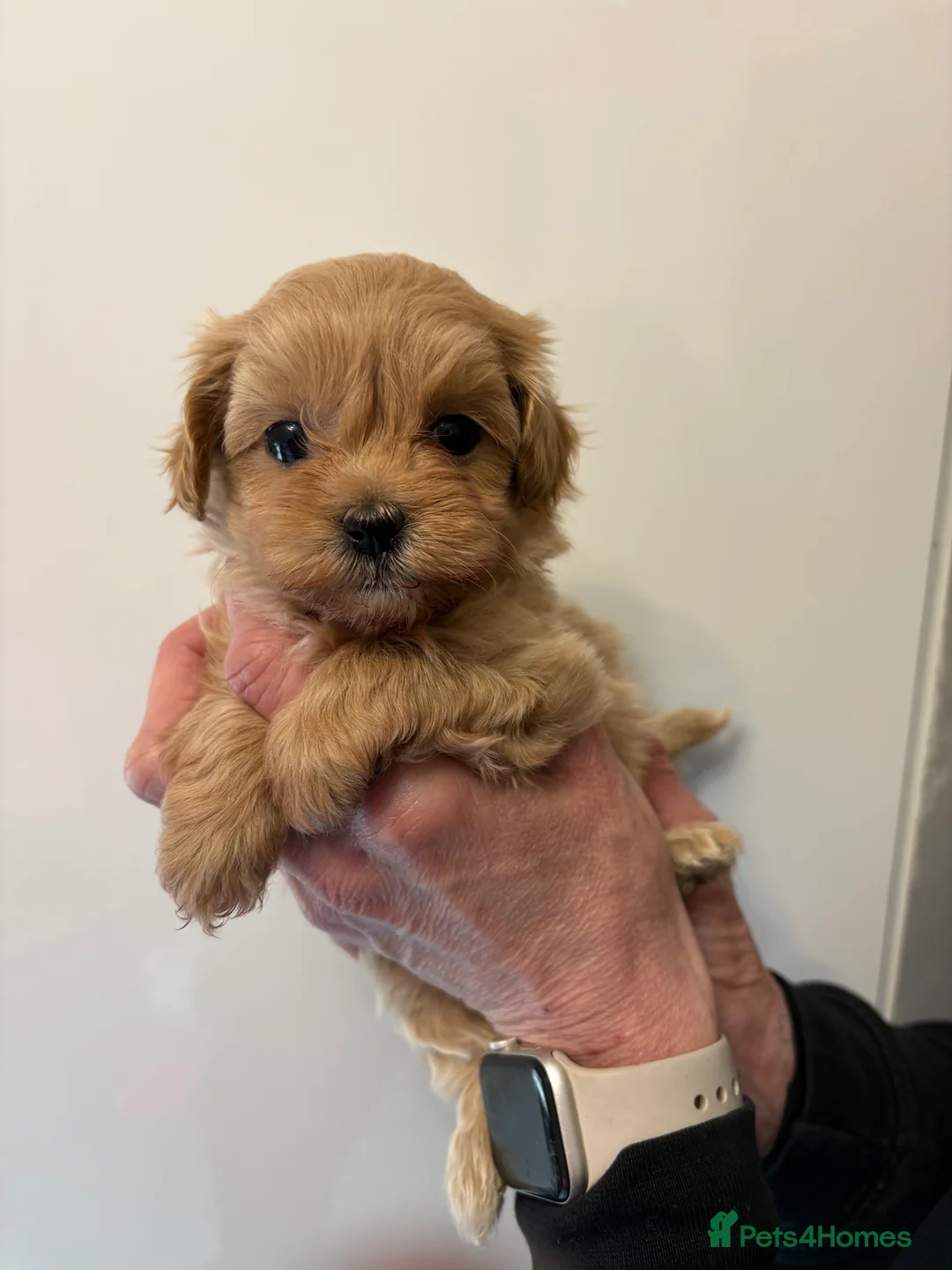 Maltipoo dogs for sale: 🤩 3 stunning F1 Maltipoos 🤩 - Advert 4