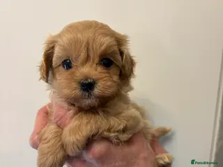Maltipoo dogs 🤩 3 stunning F1 Maltipoos 🤩 - Advert 2