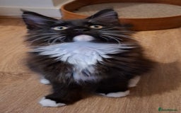 Maine Coon cats for sale: Purebred Maine Coon Kittens–Champion Bloodlines 🐾 - Image 7