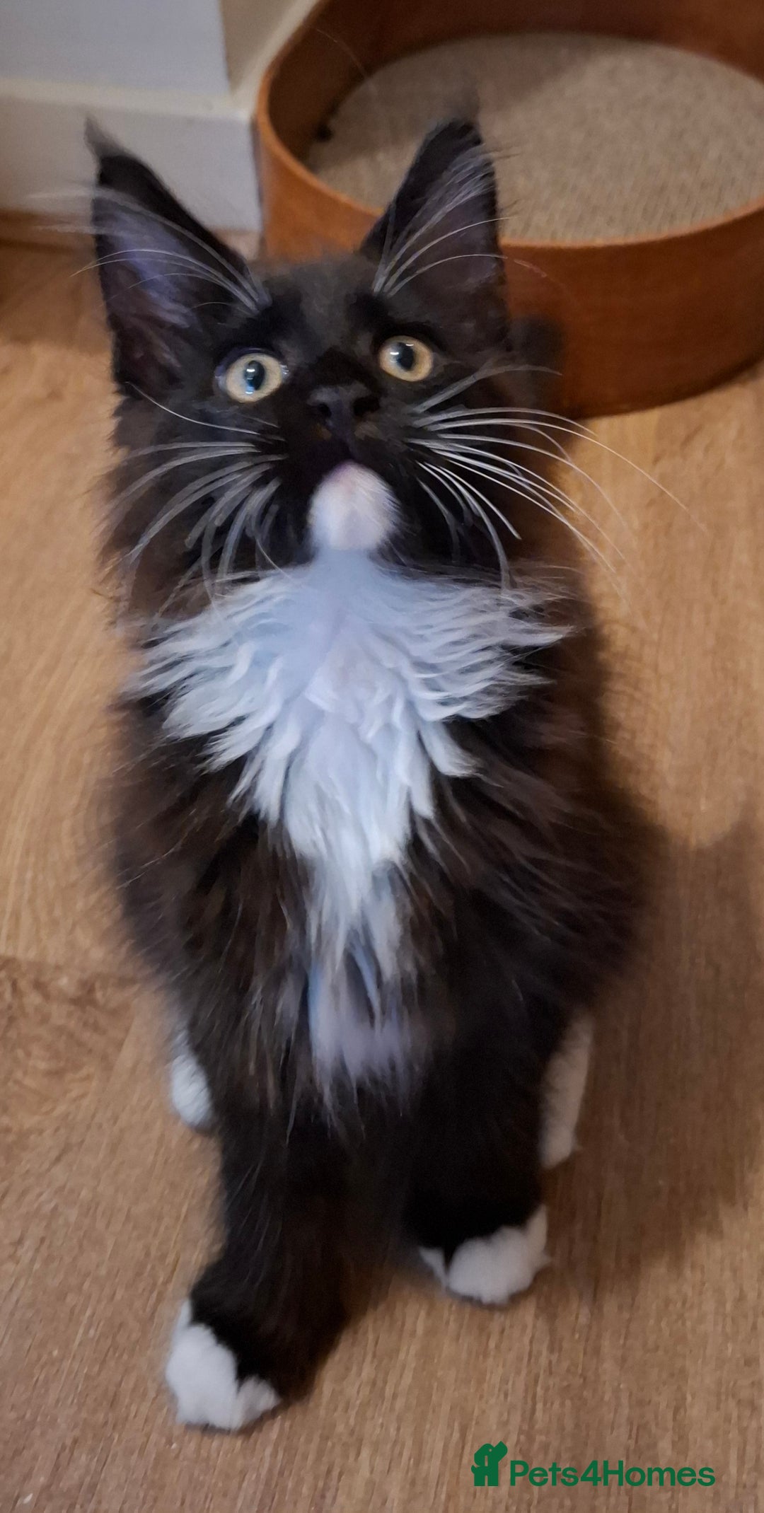 Maine Coon cats for sale: Purebred Maine Coon Kittens–Champion Bloodlines 🐾 - Image 7
