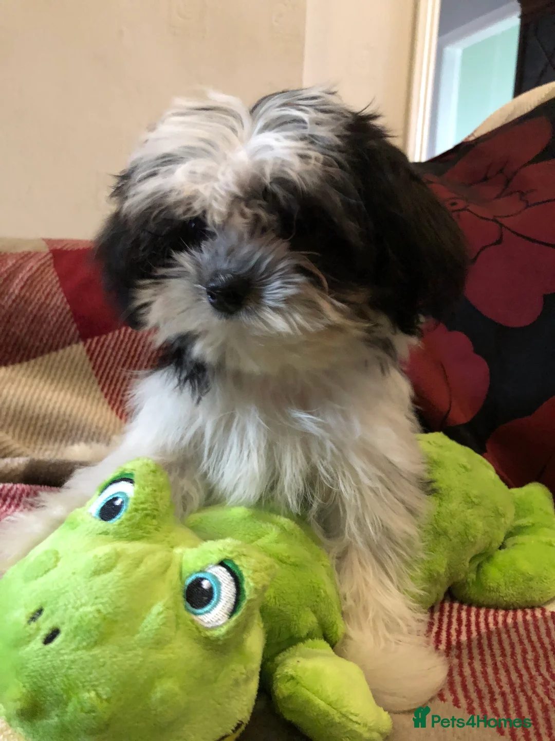 Malshi dogs for sale: shihtzu x maltese puppies for sale - Advert 13