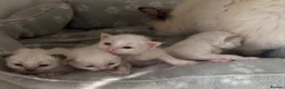 Birman cats for sale: Adorable GCCF registered Birman kittens - Advert 9