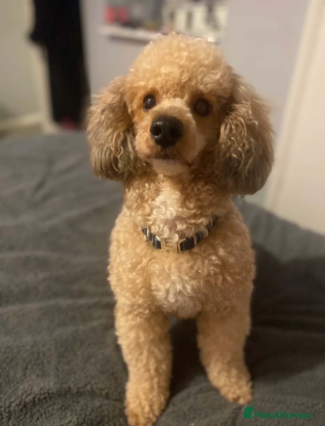 Poodle dogs for stud: 🏆PROVEN🏆sable miniature poodle health tested in Havant - Advert 1