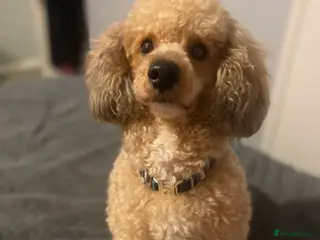 Poodle dogs 🏆PROVEN🏆sable miniature poodle health tested in Havant - Advert 20