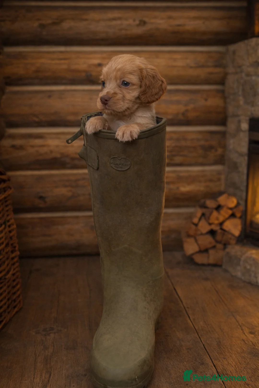 Cocker Spaniel dogs for sale: Lemon And Red Cocker Spaniel Pups in Fordingbridge - Advert 1