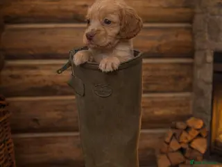 Cocker Spaniel dogs Lemon And Red Cocker Spaniel Pups in Fordingbridge - Advert 6