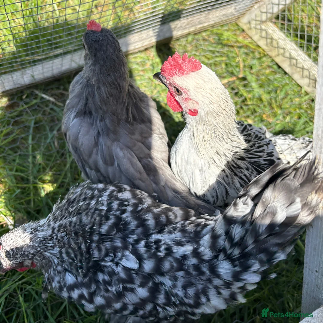 Chickens poultry for sale: Sablepoot/Booted Bantam Cockerels. - Advert 5