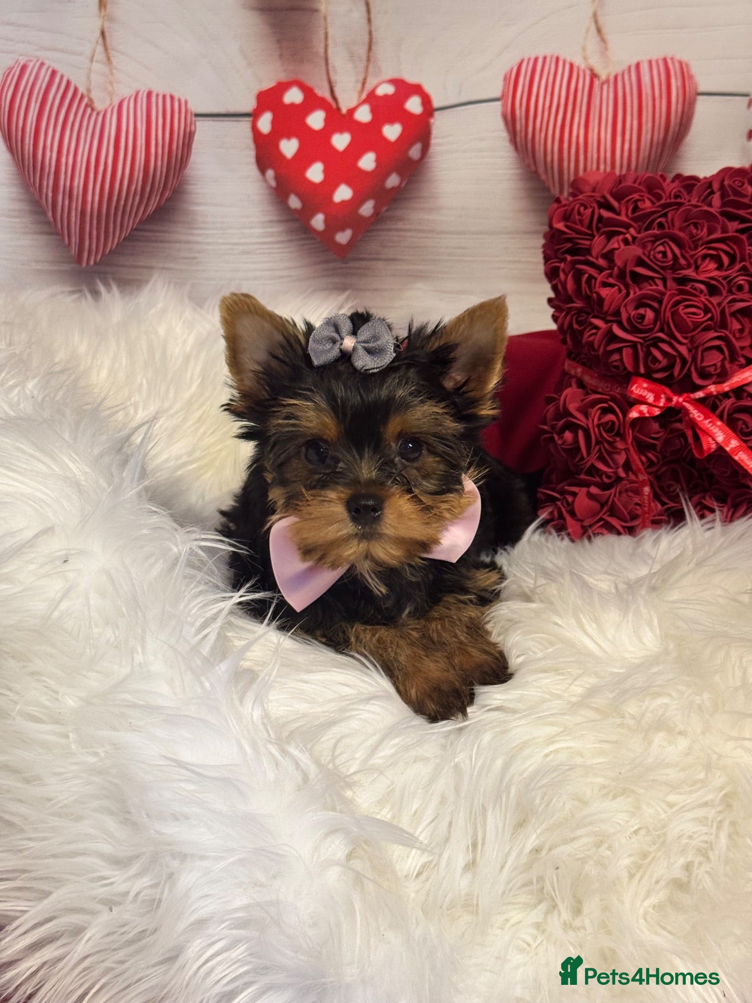Yorkshire Terrier dogs ‼️REDUCED PRICE‼️QUALITY KC REG Yorkshire Terrier - Advert 1