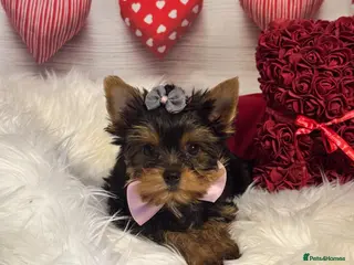Yorkshire Terrier dogs ‼️REDUCED PRICE‼️QUALITY KC REG Yorkshire Terrier - Advert 1