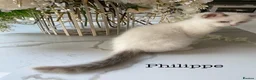 Ragdoll cats for sale: 3 LEFT!!! TICA REGISTERED RAGDOLL KITTENS  - Advert 15