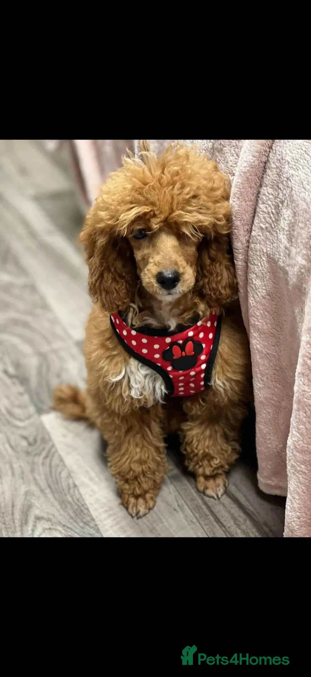 Miniature Poodle dogs for sale: KC miniature poodle  - Advert 2