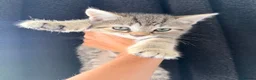 Mixed Breed cats for sale: Mixed breed tabby X ragdoll kittens - Advert 20
