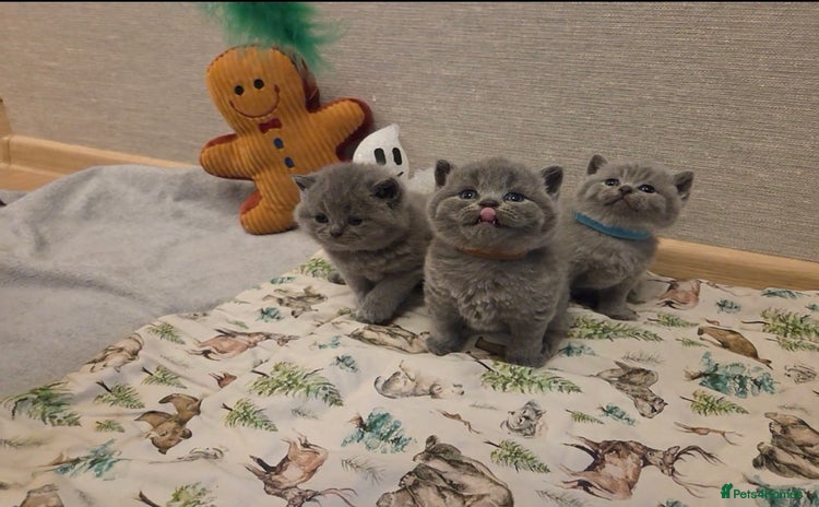 British Shorthair cats 🐾 Beautiful 7 British Shorthair Kittens 🐾  - Advert 4