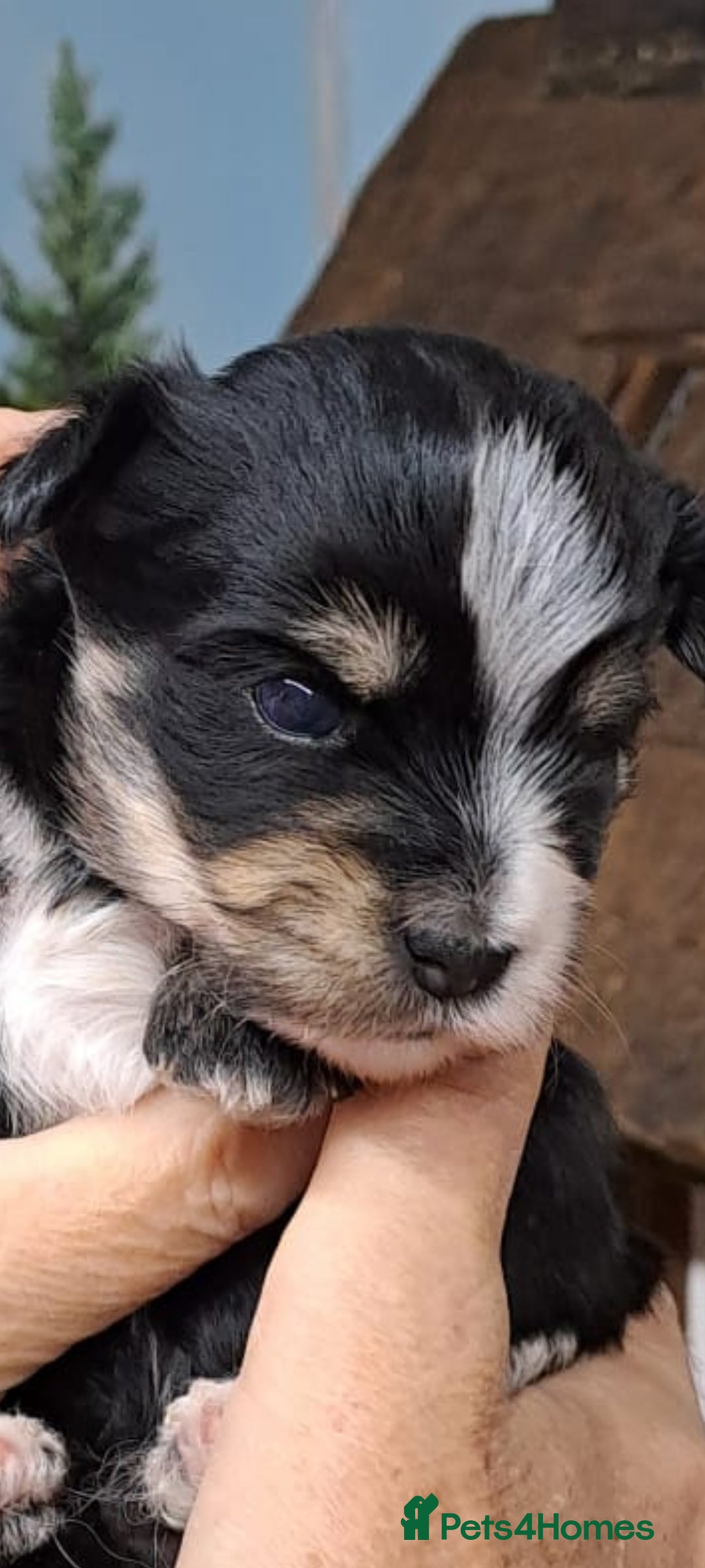 Yorkshire Terrier dogs for sale: Biewers yorkshire terriers  - Image 7