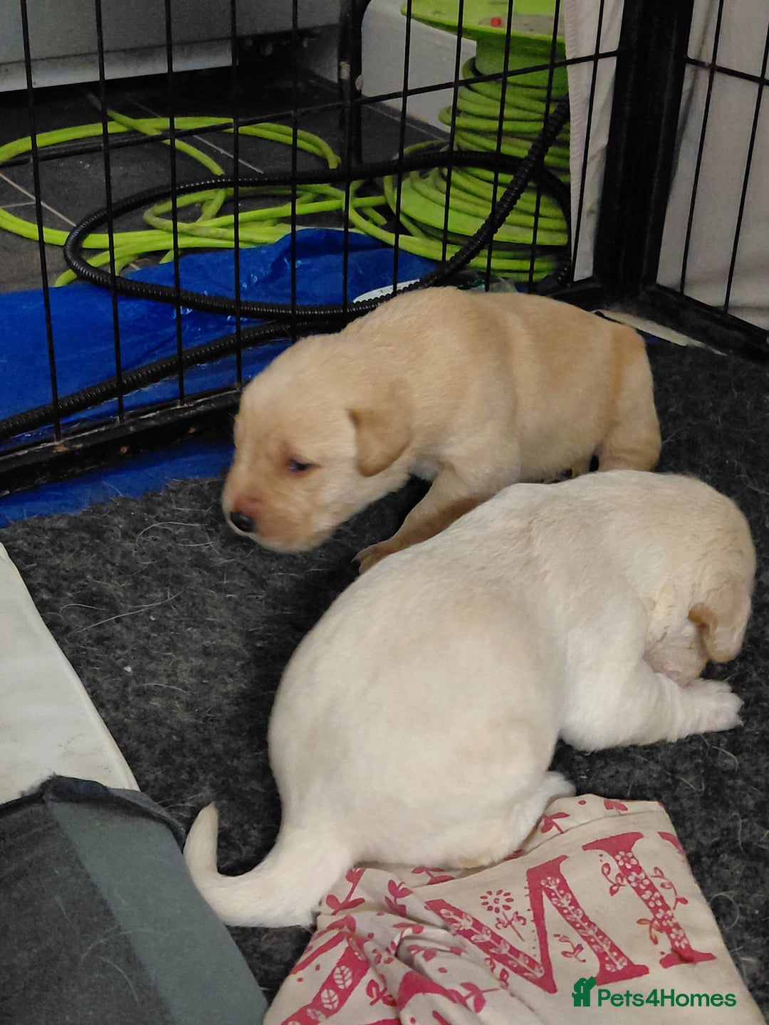 Labrador Retriever dogs for sale: Pure bred labrador puppies - Advert 4