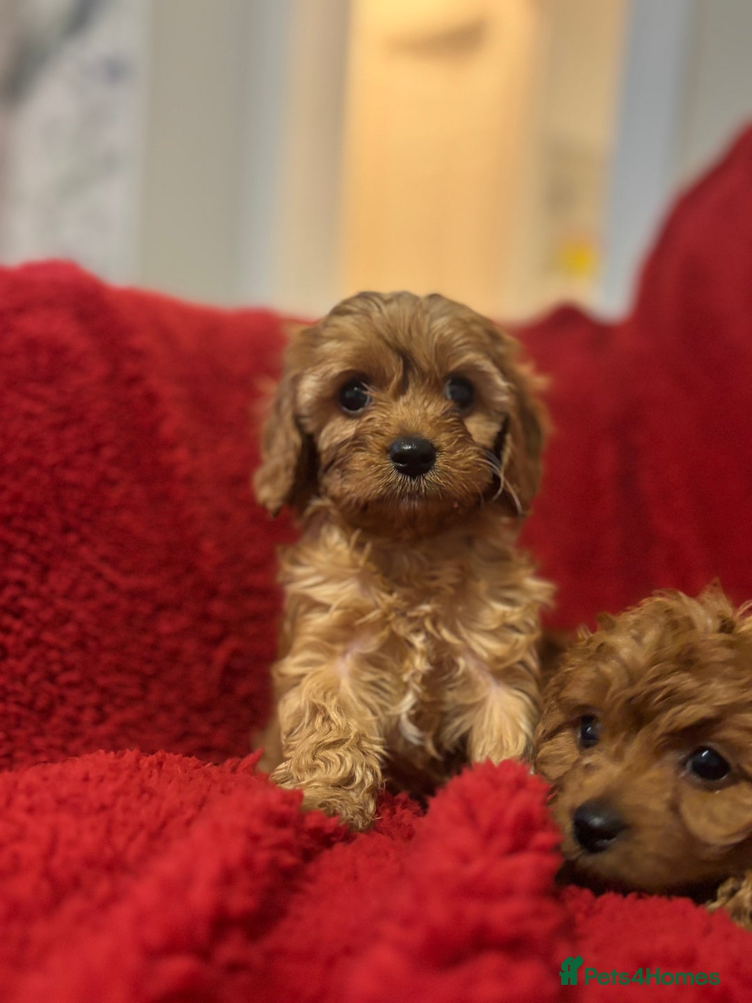 Cavapoo dogs for sale: Cavapoo - Image 2