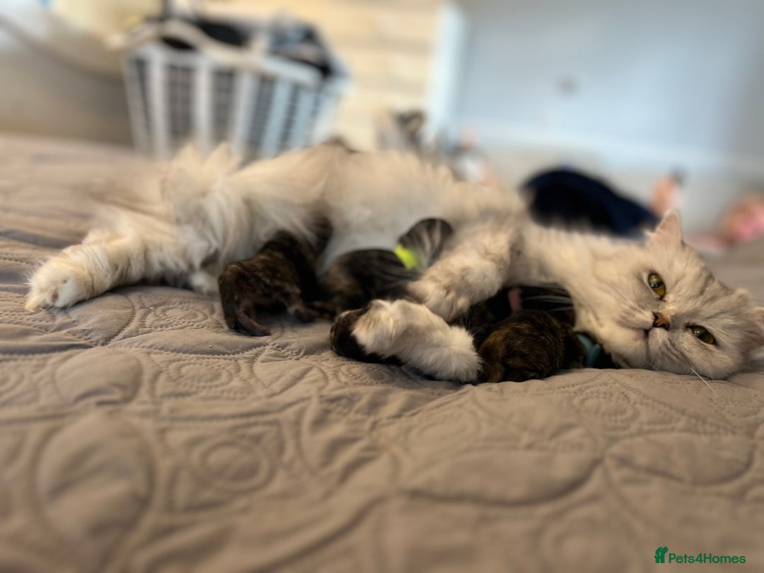 Persian cats for sale: 5 gorgeous PKD Negative Chinchilla Persian kittens - Advert 1