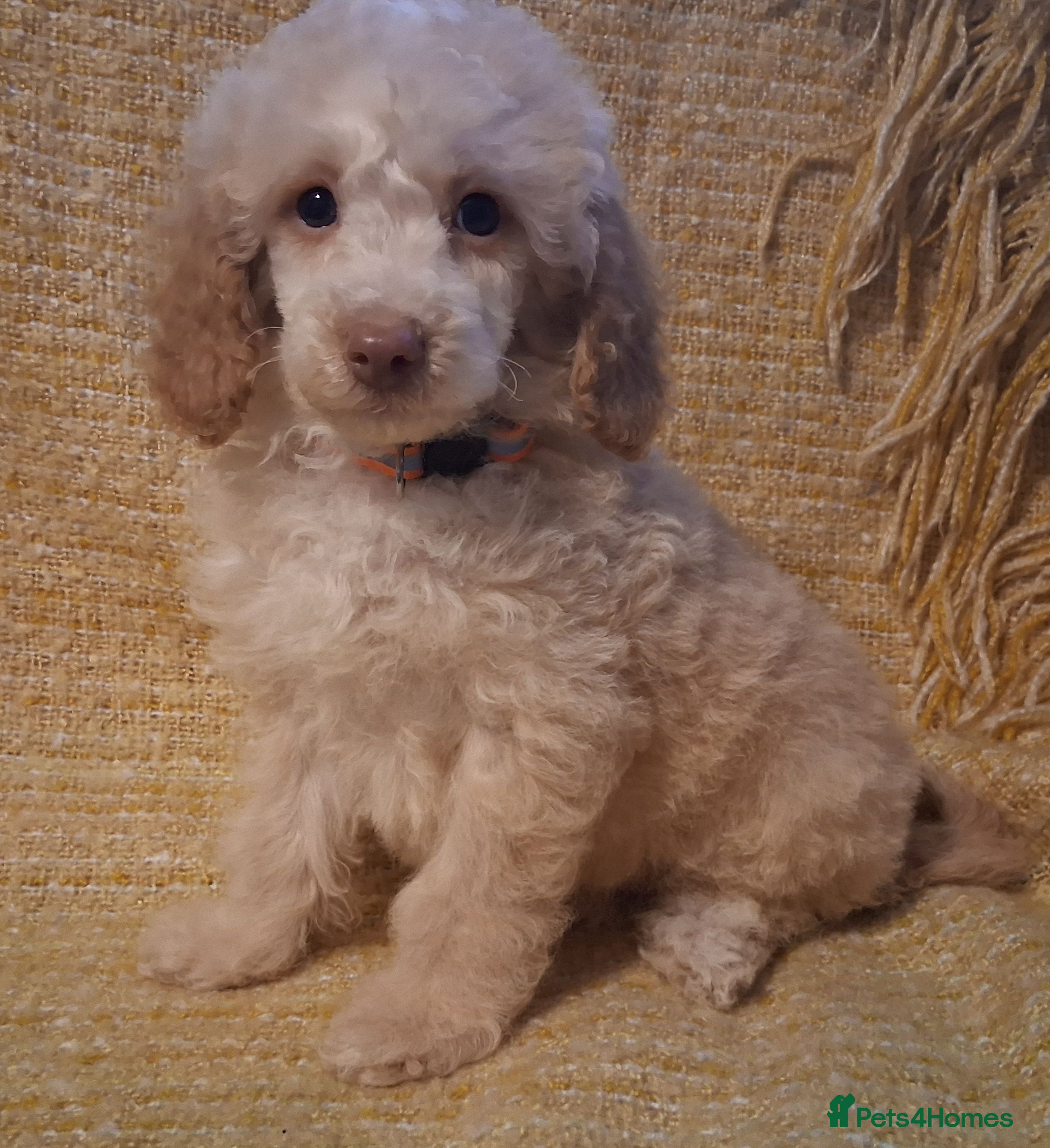 Mixed Breed dogs lovely poodle pups - Advert 5
