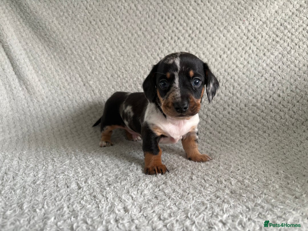 Miniature Dachshund dogs for sale: Miniature dachshunds - Advert 3
