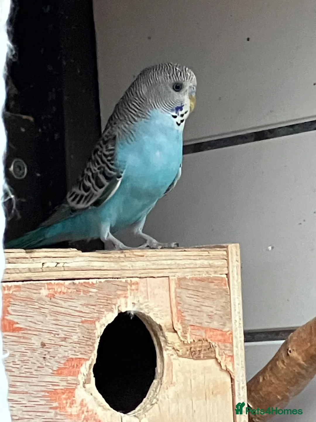 Budgerigars birds for sale: Baby budgies in Fareham - Advert 3
