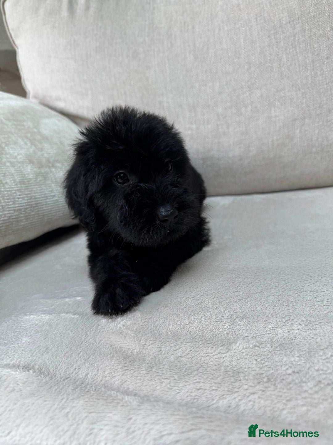 Mixed Breed dogs for sale: 🐾 🧸 *Ready Saturday* Beautiful Doodles 💕🐾 - Image 8