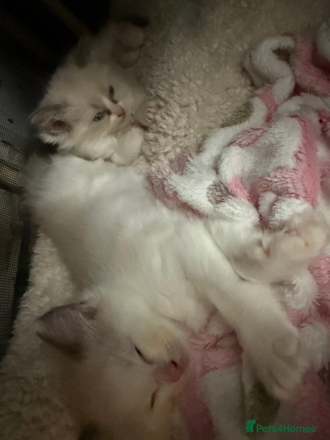 Ragdoll cats for sale: Blue bicolour babies 🐾 - Image 23