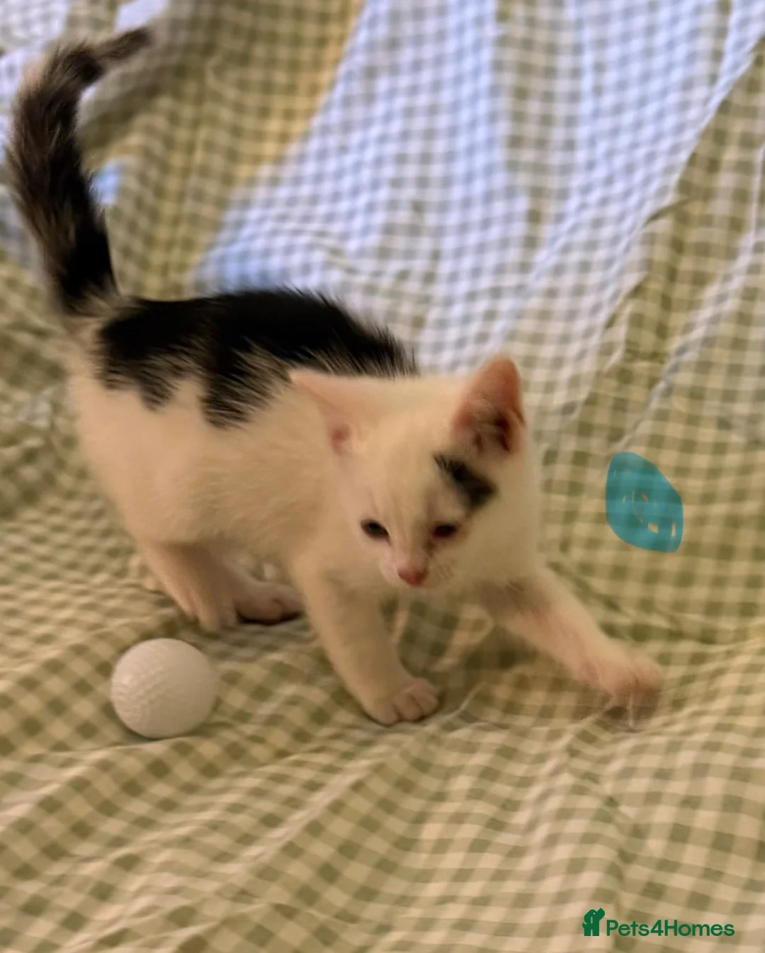Mixed Breed cats for sale: Beautiful cross fluffy kittens  - Advert 5