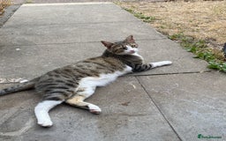 Mixed Breed cats for sale: Seamus - very sweet loving 4 year old cat - Image 1