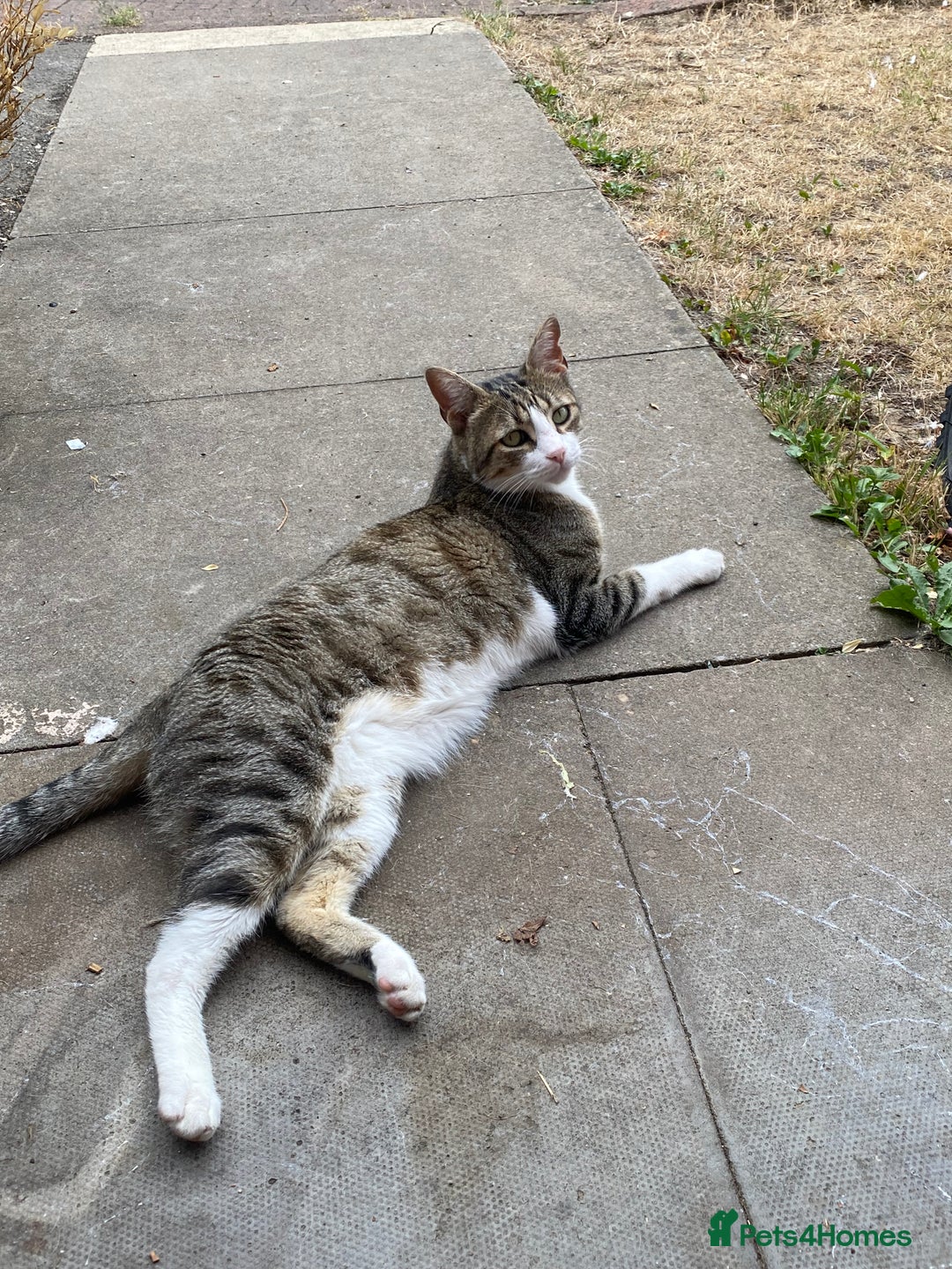 Mixed Breed cats for sale: Seamus - very sweet loving 4 year old cat - Image 1