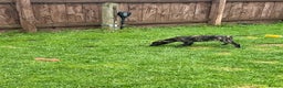 Lurcher dogs for sale: lurcher pups - Advert 13
