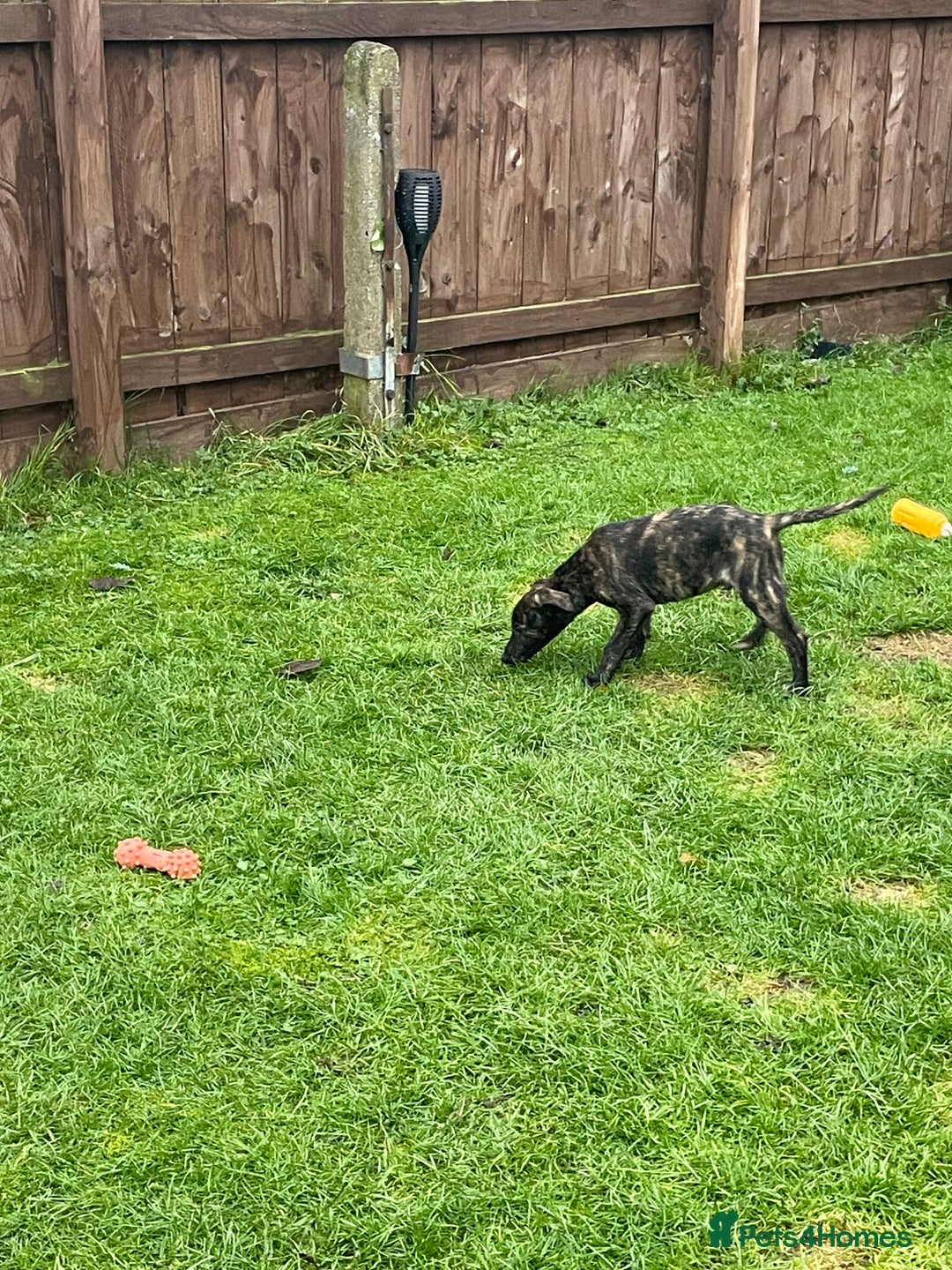 Lurcher dogs for sale: lurcher pups - Advert 13