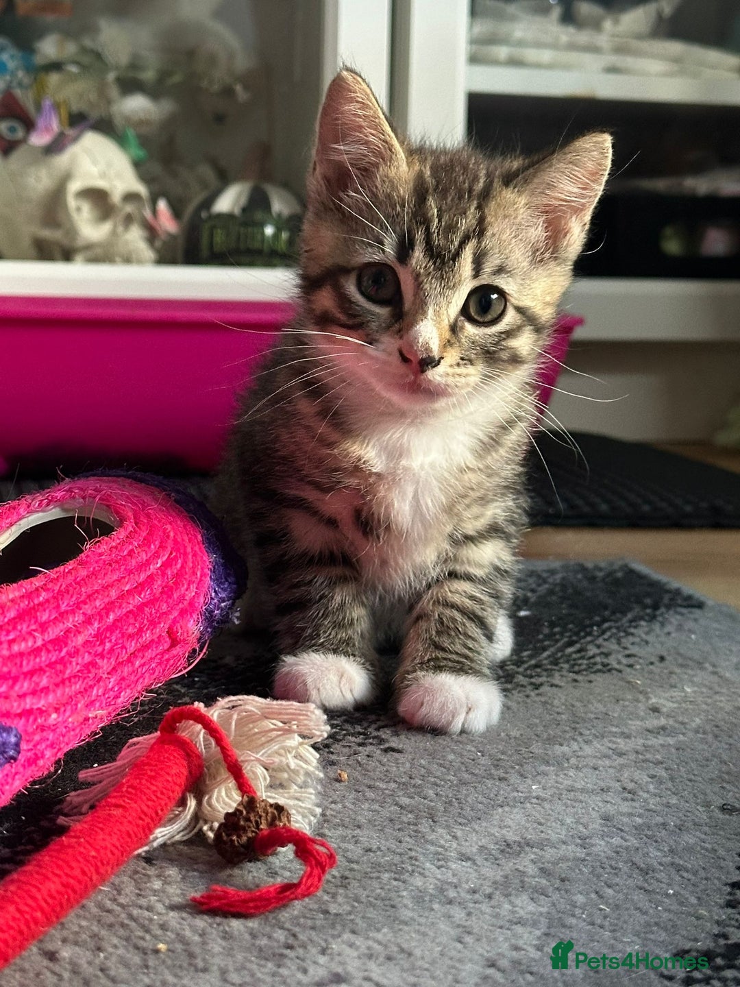 Ragcoon cats for sale: Ragdoll x kittens 😸 😍 ready 10/09/25 - Image 1