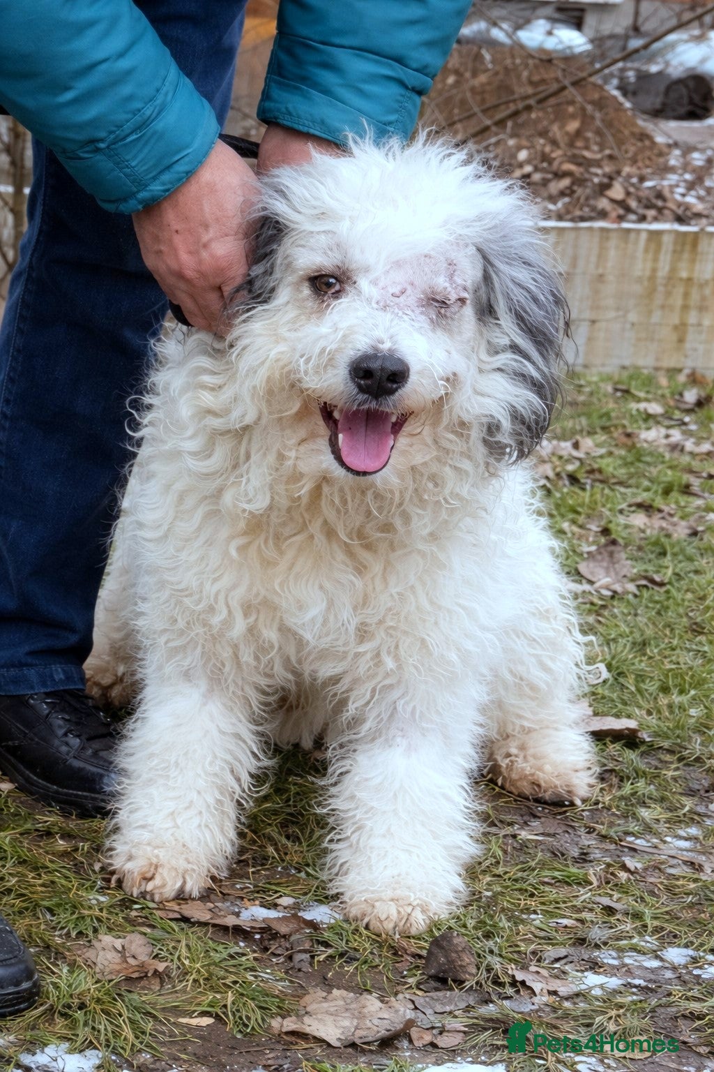 Mixed Breed dogs 🐶 Bosie 💛 Gentle, Grateful & Ready for Love - Advert 7