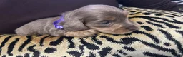 Miniature Dachshund dogs for sale: BEAUTIFUL MINIATURE DACHSHUND PUPPIES - Advert 20