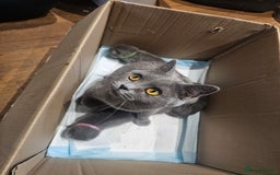 British Shorthair cats for sale: BSH Blue pedigree kittens for sale - Image 7