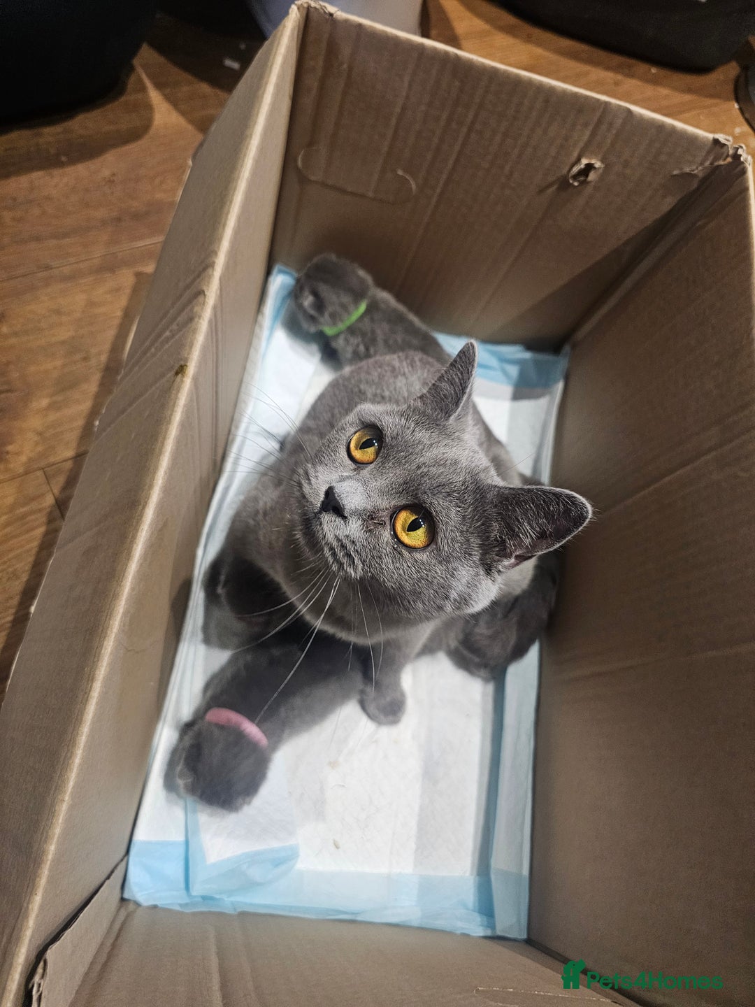 British Shorthair cats for sale: BSH Blue pedigree kittens for sale - Image 7