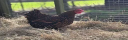 Chickens poultry for sale: Gold Laced Bantam Wyandotte Hatching Eggs  - Advert 2