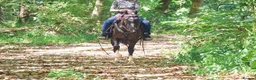 Welsh Section A horses for sale: Brook's - Brown Gelding Welsh Quarter Pony - Advert 5