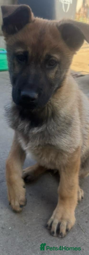 German Shepherd dogs Boy German shepherd puppy - Advert 7