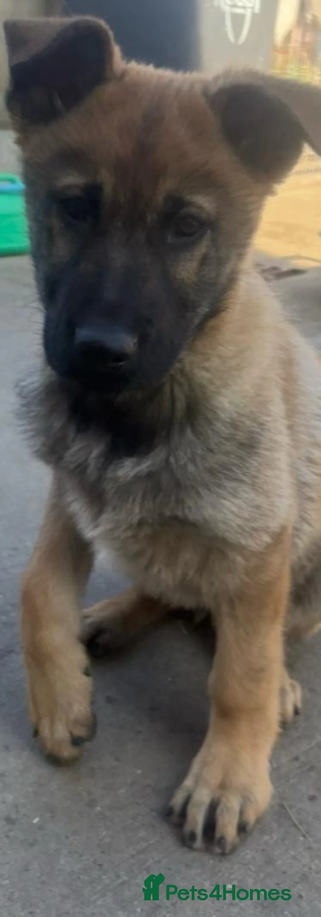 German Shepherd dogs for sale: Boy German shepherd puppy - Advert 1