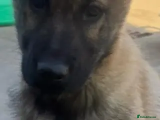 German Shepherd dogs Boy German shepherd puppy - Advert 7