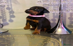 Dobermann dogs for sale: Gorgeous Eu**an Dobermann Puppies - Image 7