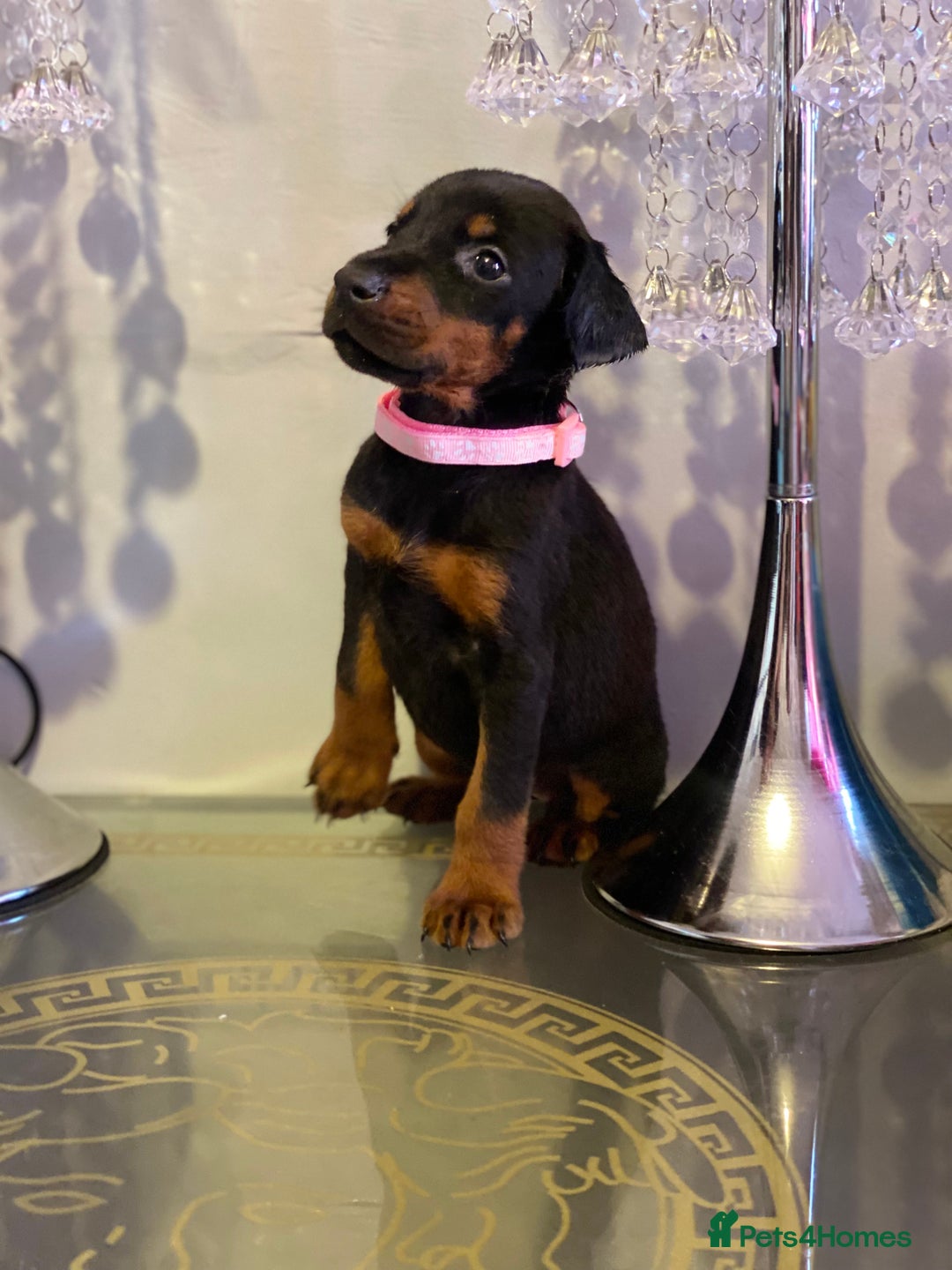 Dobermann dogs for sale: Gorgeous Eu**an Dobermann Puppies - Image 7