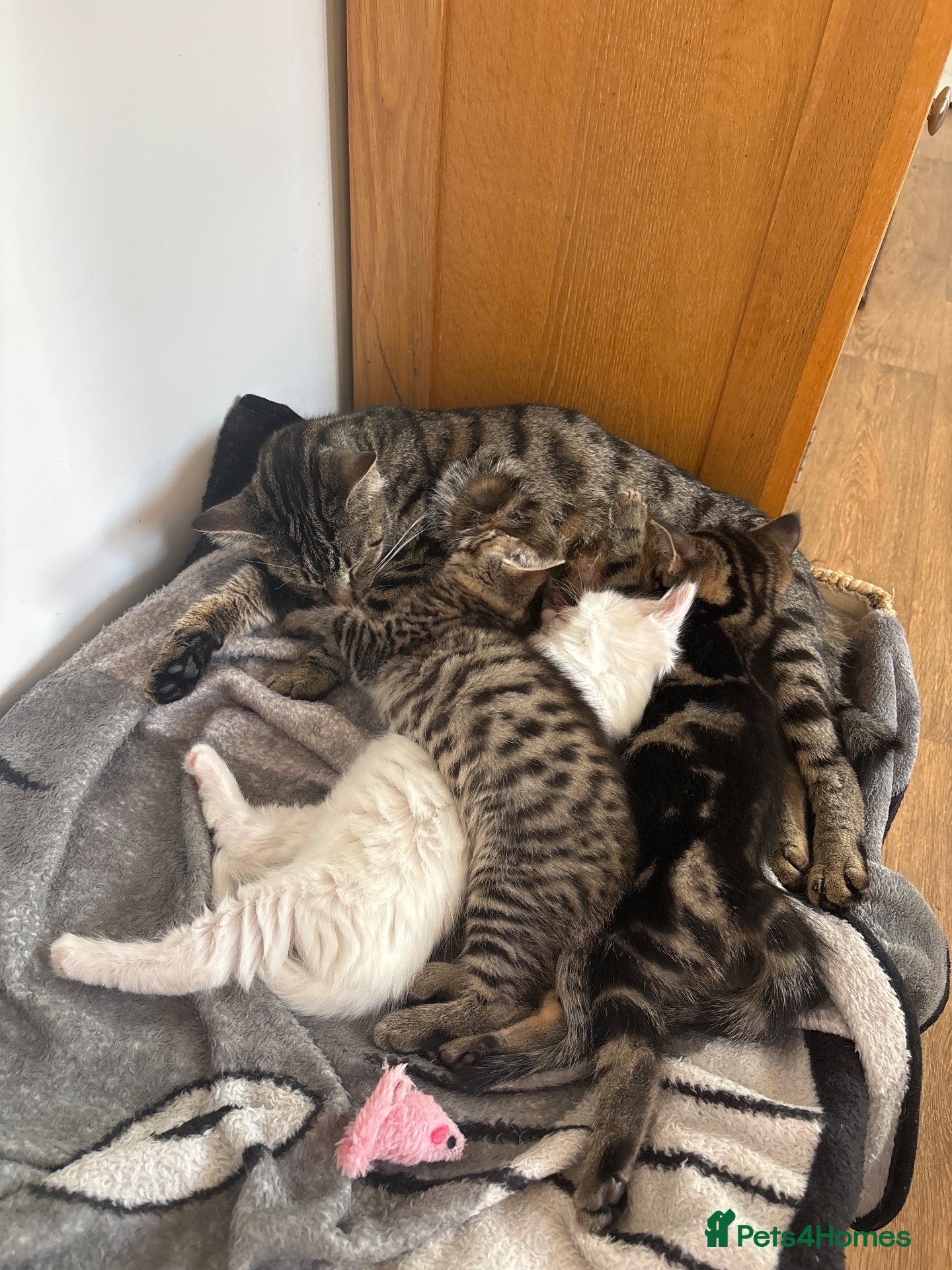 Mixed Breed cats Beautiful fluffy kittens - Advert 4