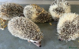 Pygmy Hedgehog rodents for sale: Baby African Pygmy hedgehogs  - Advert 4